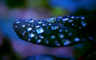 macro shot of dew drops on leaf HD wallpaper
